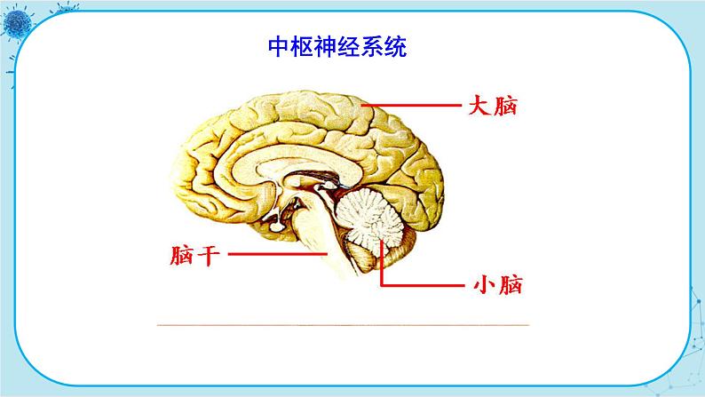 人教版生物七下 6.2《神经系统的组成》课件PPT第8页