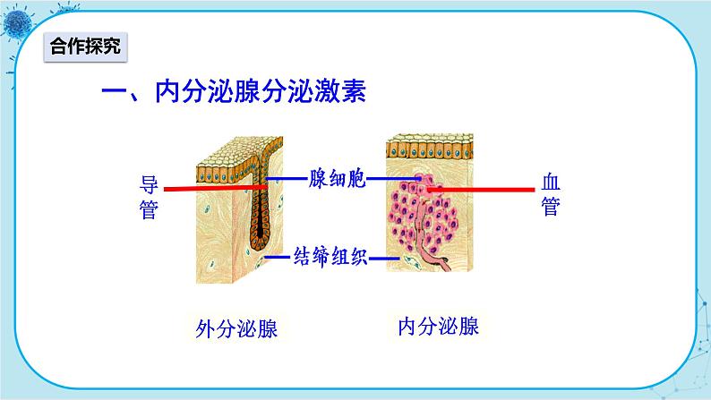 人教版生物七下 6.4《激素调节》课件PPT第3页