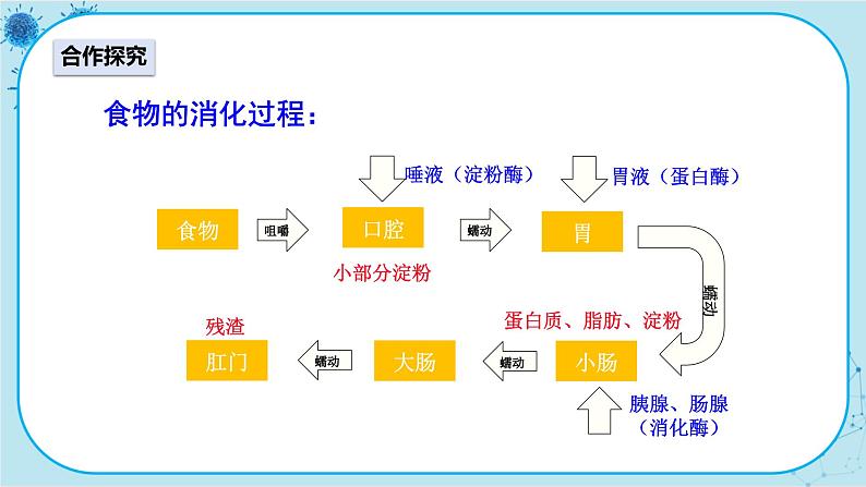 人教版生物七下 2.2.2《食物的消化过程和营养物质的吸收》课件PPT03