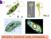 2.3.1+细胞的基本结构和功能（第一课时）-【精华备课】2023-2024学年七年级生物上册同步教学课件（北师大版）