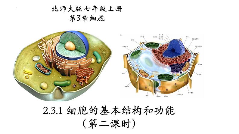 2.3.1+细胞的基本结构和功能（第二课时）-【精华备课】2023-2024学年七年级生物上册同步教学课件（北师大版）01