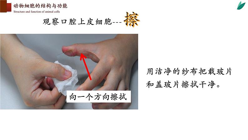 2.3.1+细胞的基本结构和功能（第二课时）-【精华备课】2023-2024学年七年级生物上册同步教学课件（北师大版）08