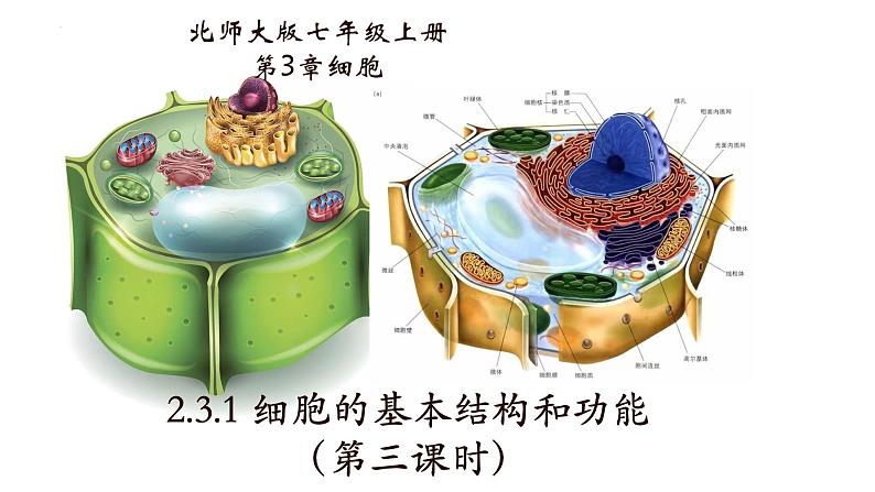 2.3.1 细胞的基本结构和功能（第三课时）第1页