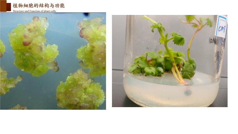 2.3.1 细胞的基本结构和功能（第三课时）第3页