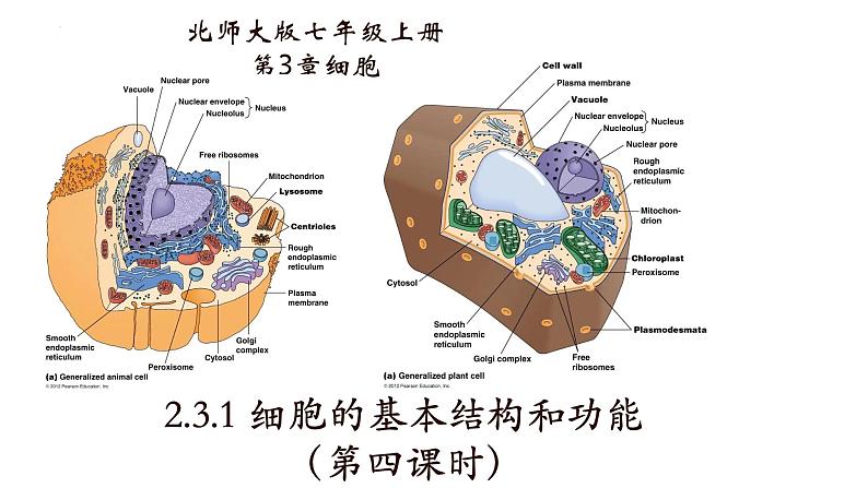 2.3.1+细胞的基本结构和功能（第四课时）-【精华备课】2023-2024学年七年级生物上册同步教学课件（北师大版）01