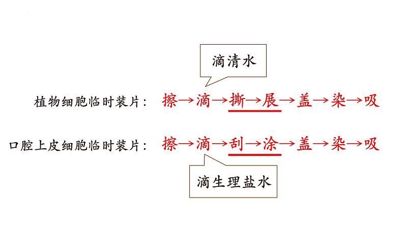 2.3.1+细胞的基本结构和功能（第四课时）-【精华备课】2023-2024学年七年级生物上册同步教学课件（北师大版）04