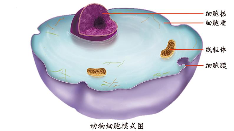 2.3.1+细胞的基本结构和功能（第四课时）-【精华备课】2023-2024学年七年级生物上册同步教学课件（北师大版）06