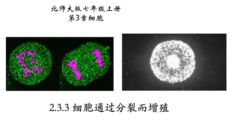 2.3.3 细胞通过分裂而增殖第1页