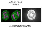 2.3.3+细胞通过分裂进行增殖-【精华备课】2023-2024学年七年级生物上册同步教学课件（北师大版）