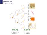 2.4.2+生物体的器官、系统-【精华备课】2023-2024学年七年级生物上册同步教学课件（北师大版）