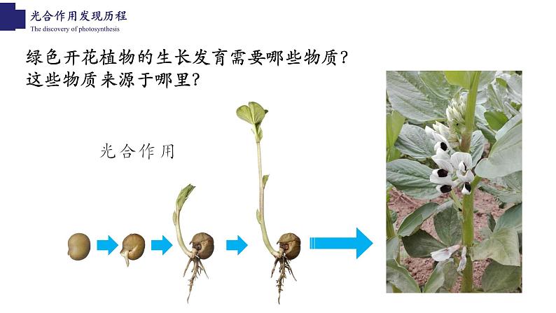 3.5.1+光合作用（第一课时）-【精华备课】2023-2024学年七年级生物上册同步教学课件（北师大版）第2页