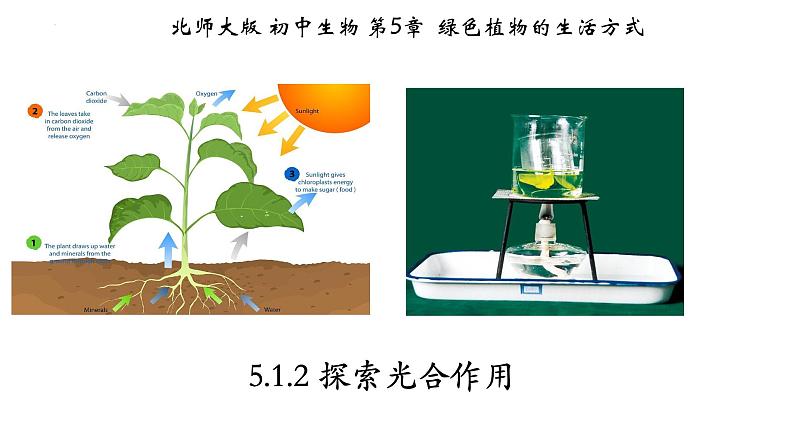 3.5.1+光合作用（第二课时）-【精华备课】2023-2024学年七年级生物上册同步教学课件（北师大版）01