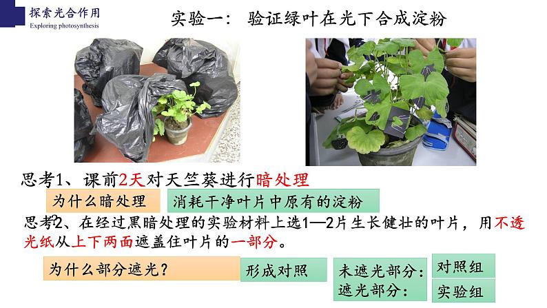 3.5.1+光合作用（第二课时）-【精华备课】2023-2024学年七年级生物上册同步教学课件（北师大版）02