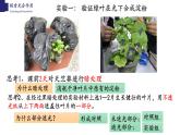 3.5.1+光合作用（第二课时）-【精华备课】2023-2024学年七年级生物上册同步教学课件（北师大版）