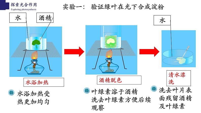 3.5.1+光合作用（第二课时）-【精华备课】2023-2024学年七年级生物上册同步教学课件（北师大版）05