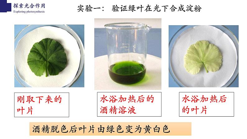 3.5.1+光合作用（第二课时）-【精华备课】2023-2024学年七年级生物上册同步教学课件（北师大版）07