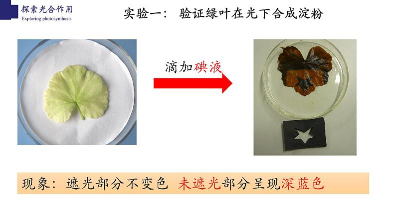 3.5.1+光合作用（第二课时）-【精华备课】2023-2024学年七年级生物上册同步教学课件（北师大版）08