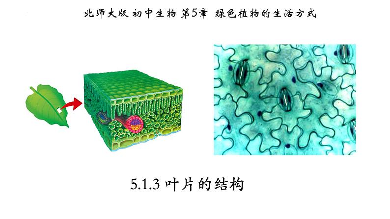 3.5.1+光合作用（第三课时）-【精华备课】2023-2024学年七年级生物上册同步教学课件（北师大版）01