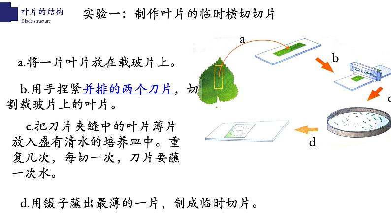 3.5.1+光合作用（第三课时）-【精华备课】2023-2024学年七年级生物上册同步教学课件（北师大版）06