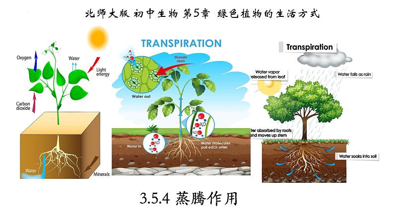 3.5.4+蒸腾作用-【精华备课】2023-2024学年七年级生物上册同步教学课件（北师大版）第1页