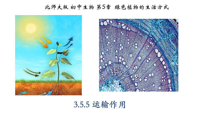 3.5.5+运输作用-【精华备课】2023-2024学年七年级生物上册同步教学课件（北师大版）01