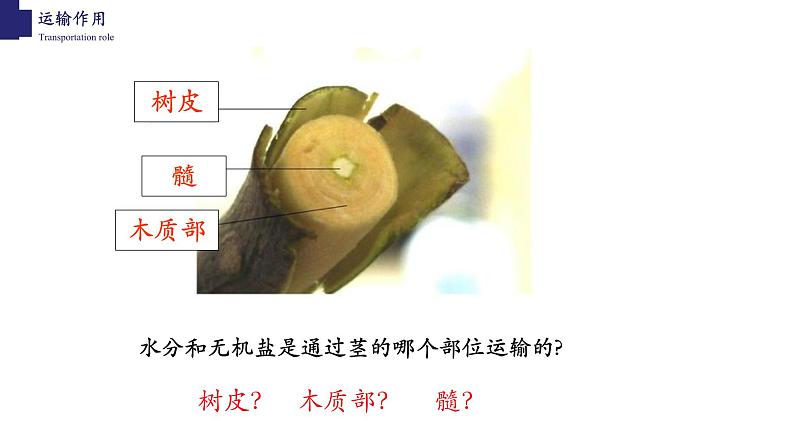 3.5.5+运输作用-【精华备课】2023-2024学年七年级生物上册同步教学课件（北师大版）04