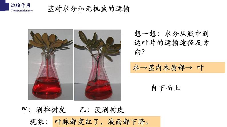 3.5.5+运输作用-【精华备课】2023-2024学年七年级生物上册同步教学课件（北师大版）08