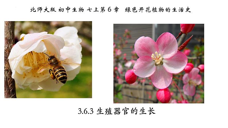 3.6.3+生殖器官的生长-【精华备课】2023-2024学年七年级生物上册同步教学课件（北师大版）01