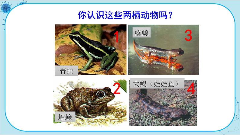 人教版生物八下7.1.3《两栖动物的生殖和发育》课件PPT03