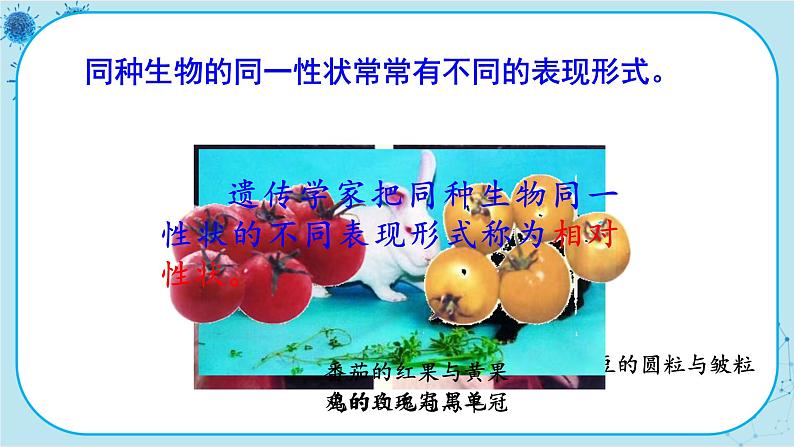 人教版生物八下7.2.1《基因控制生物的性状》课件PPT04