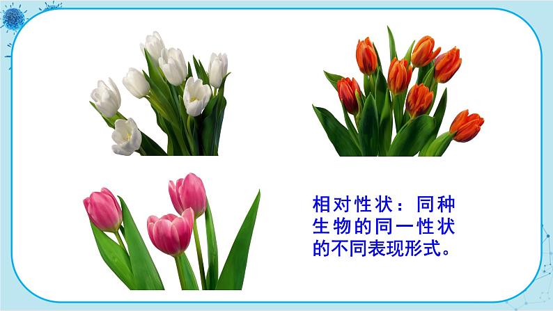 人教版生物八下7.2.1《基因控制生物的性状》课件PPT05