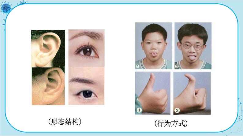 人教版生物八下7.2.1《基因控制生物的性状》课件PPT07