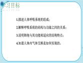 北师大版生物七下10.2《人体细胞获得氧气的过程》课件PPT