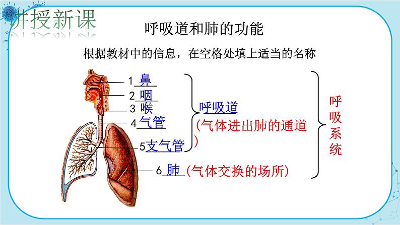 北师大版生物七下10.2《人体细胞获得氧气的过程》课件PPT第4页