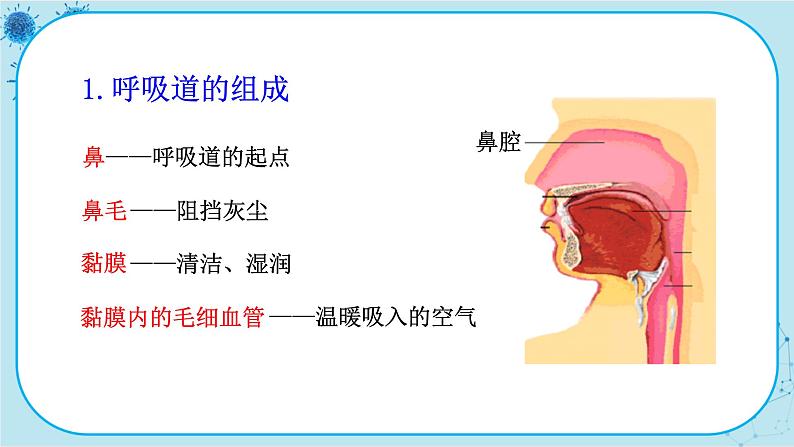 北师大版生物七下10.2《人体细胞获得氧气的过程》课件PPT第5页