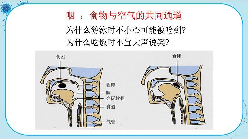 北师大版生物七下10.2《人体细胞获得氧气的过程》课件PPT第6页