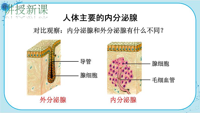 北师大版生物七下12.3《激素调节》课件PPT第4页