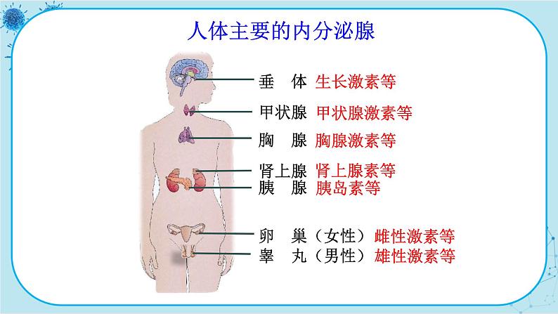 北师大版生物七下12.3《激素调节》课件PPT第6页