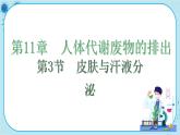 北师大版生物七下11.3《皮肤与汗液分泌》课件PPT