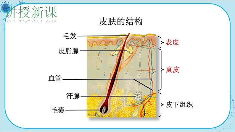 北师大版生物七下11.3《皮肤与汗液分泌》课件PPT第4页