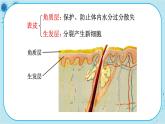 北师大版生物七下11.3《皮肤与汗液分泌》课件PPT