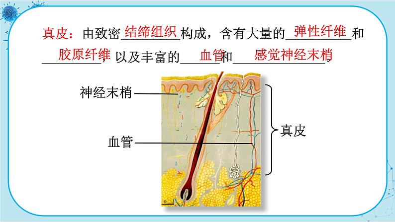 北师大版生物七下11.3《皮肤与汗液分泌》课件PPT第7页