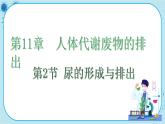 北师大版生物七下11.2《尿的形成与排出》课件PPT