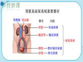 北师大版生物七下11.2《尿的形成与排出》课件PPT