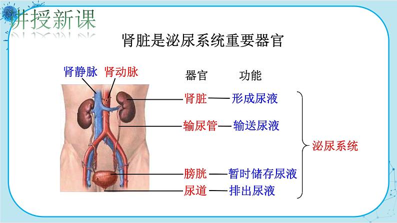 北师大版生物七下11.2《尿的形成与排出》课件PPT04