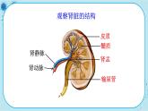 北师大版生物七下11.2《尿的形成与排出》课件PPT