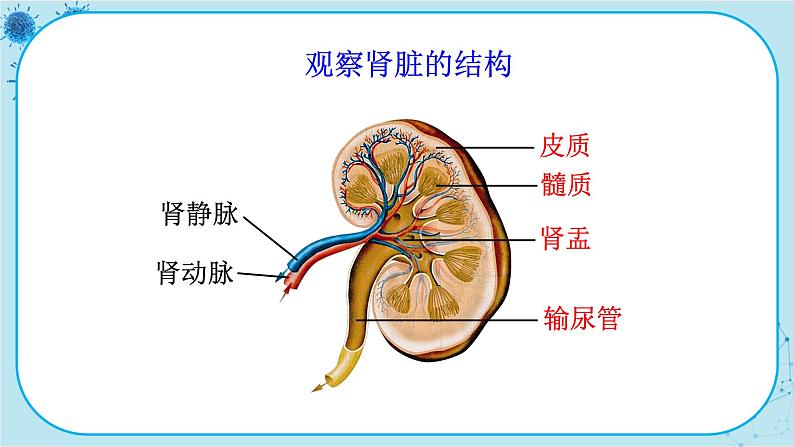 北师大版生物七下11.2《尿的形成与排出》课件PPT05