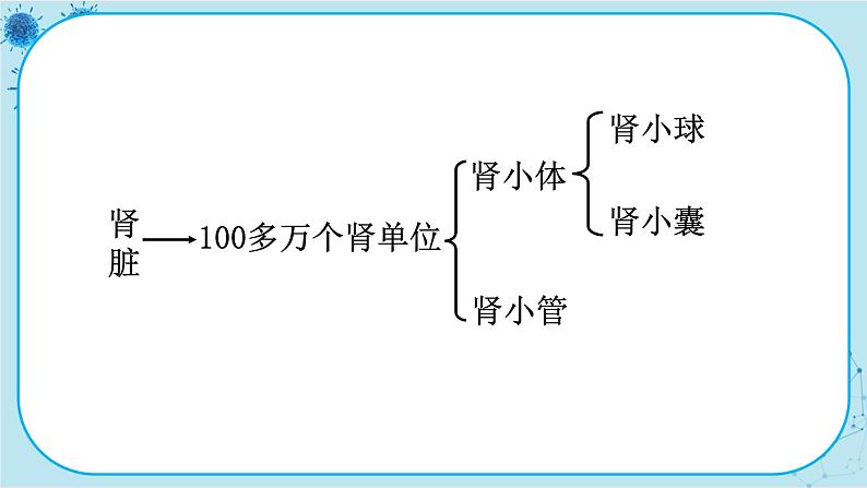 北师大版生物七下11.2《尿的形成与排出》课件PPT06