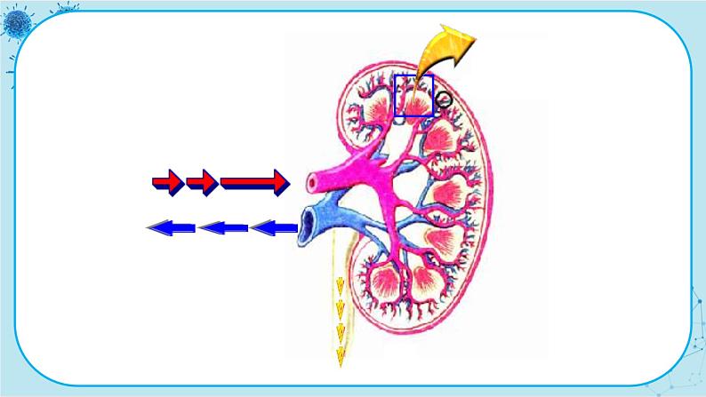 北师大版生物七下11.2《尿的形成与排出》课件PPT07