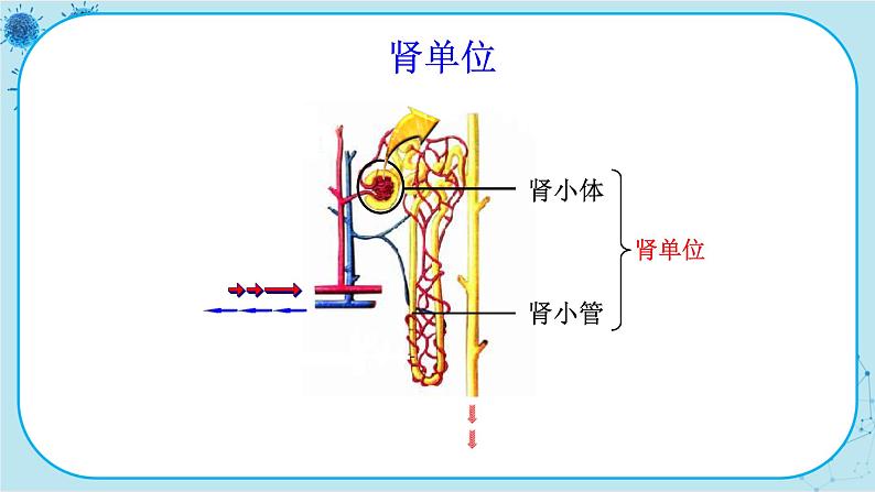 北师大版生物七下11.2《尿的形成与排出》课件PPT08